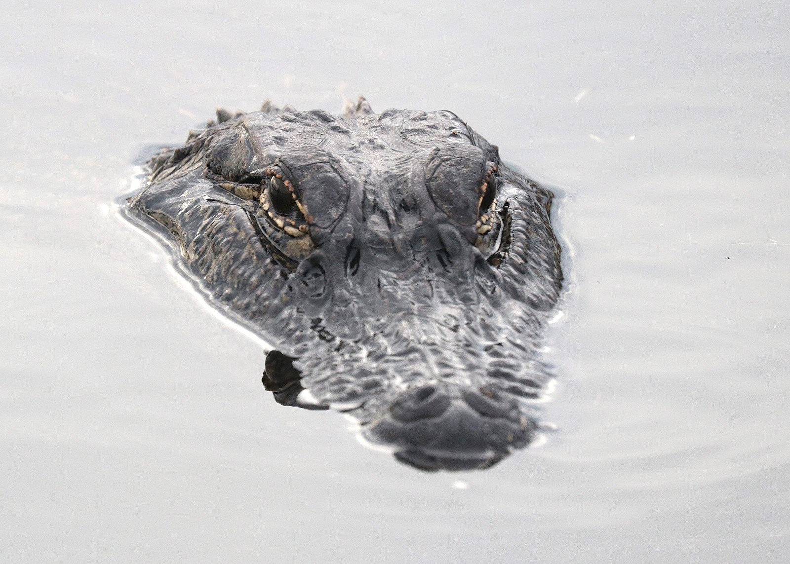 alligator-head-151354